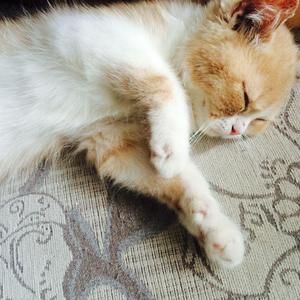 可可爱爱的可莉、把屁股翘起来给我
